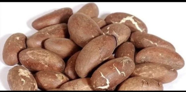 Bitter Kola, Mix It With A Bottle Of Malt To Treat These Diseases