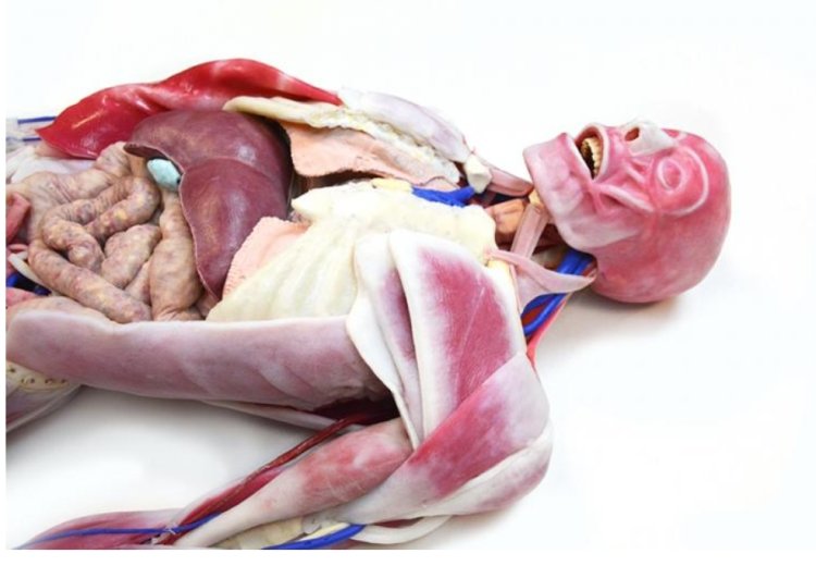How Shortage Of Dead Bodies Affects Anatomy Study In Nigeria – UNILORIN Professor